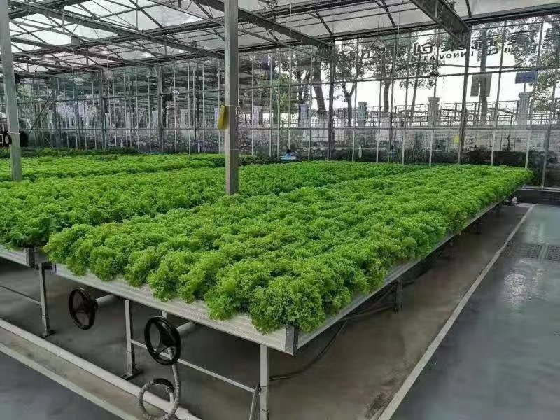 棚膜連棟大棚